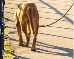 dog tail down - dog tail positions