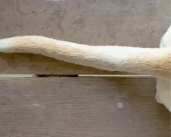 dog tail horizontal