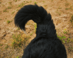 dog tail position -  up