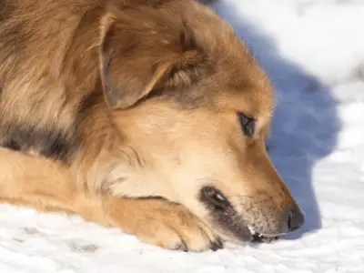 why do dogs eat snow
