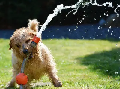 dog with hose