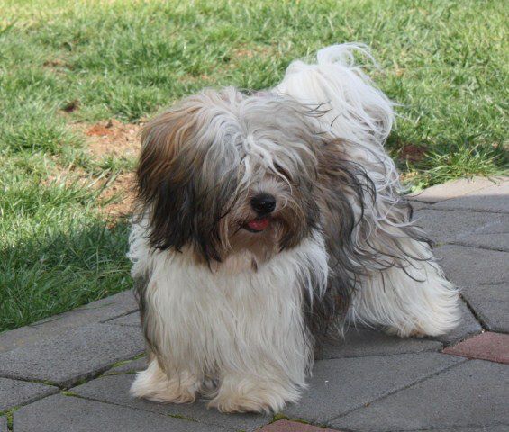 How to give a Havanese a hair cut