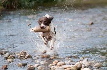 heartworms in dogs