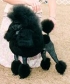 Miniature Poodle