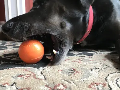 murphy biting ball - Planet Dog