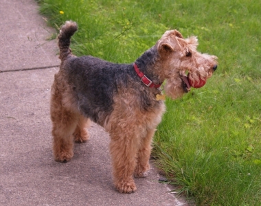 welsh terrier