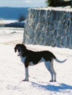 Treeing Walker Coonhound