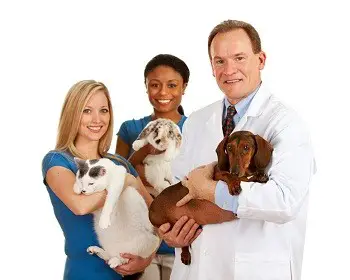 vet with assistants