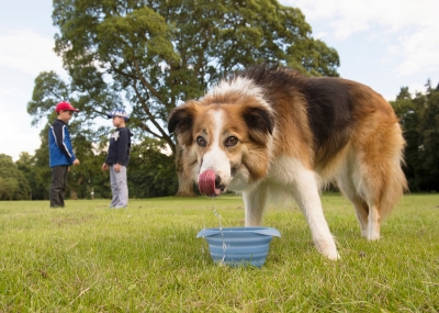 collaps a bowl enjoy the summer with your dog