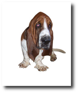 Basset Hound