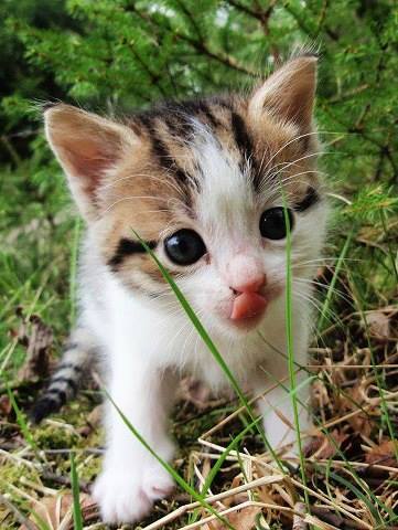 garden kitten