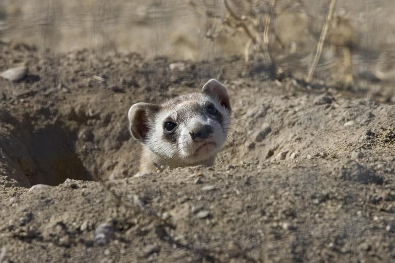 black footed ferret head