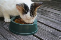 Cat eating diet