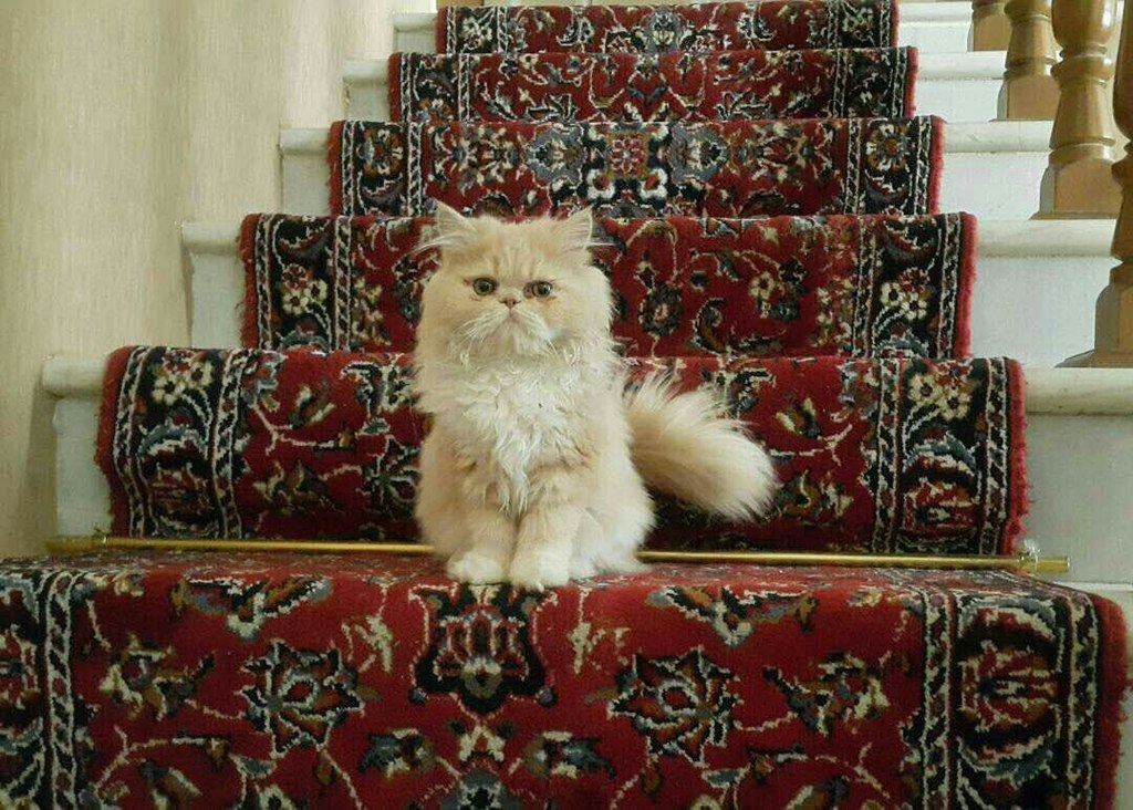 How Much Is A Teacup Persian Cat