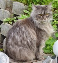 Grooming your Maine Coon cat
