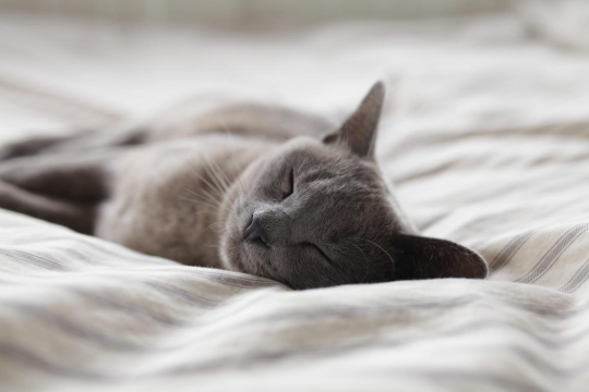 cat sleeping on white blanket