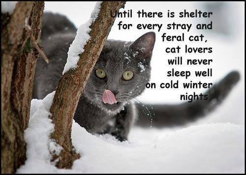 caring for feral and stray cats in winter