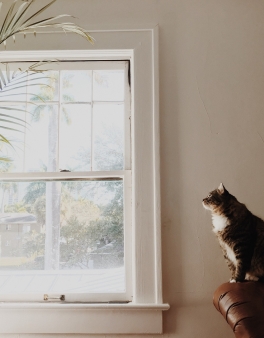 Cats love windows!