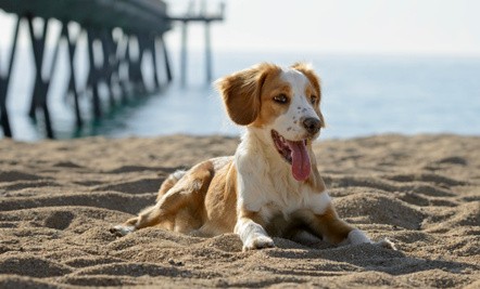 help your pet beat the summer heat