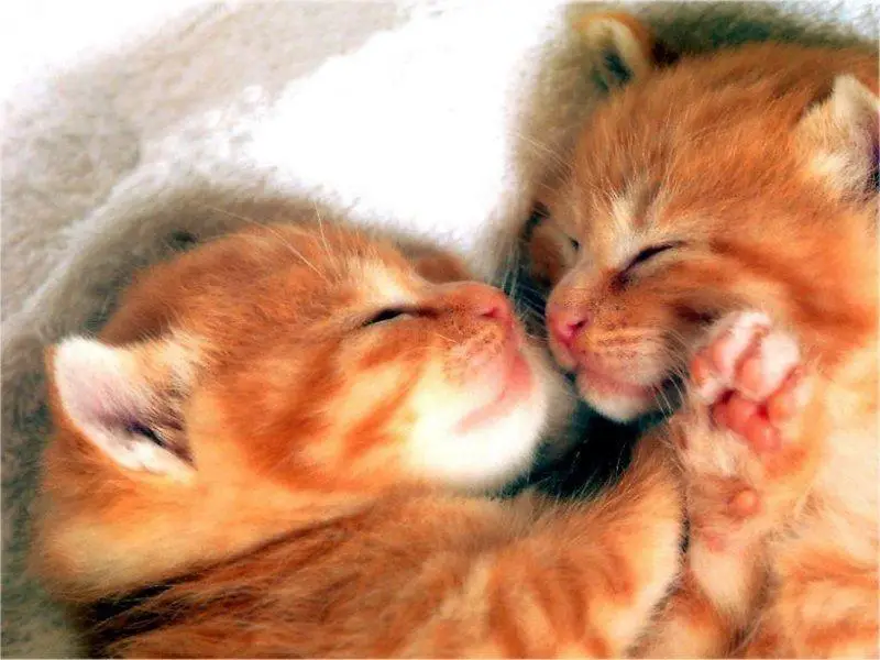 two kittens sleeping