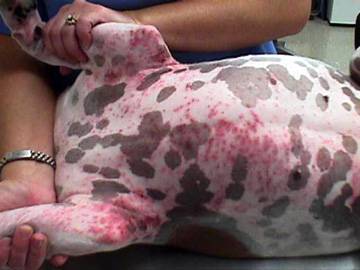 Can Dogs Be Allergic To Cigarette Smoke Can Dogs Be Allergic To Cigarette Smoke