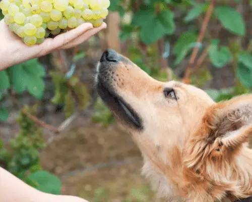 dogs can't eat grapes