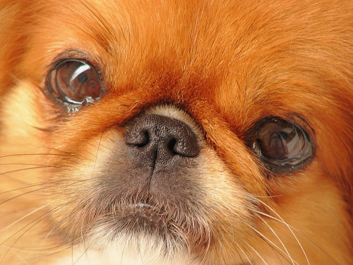 dog anxiety