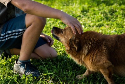 dog head scratched boy