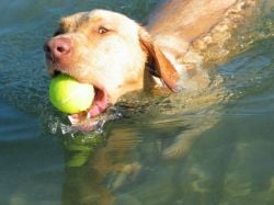 dog with ball - exercising