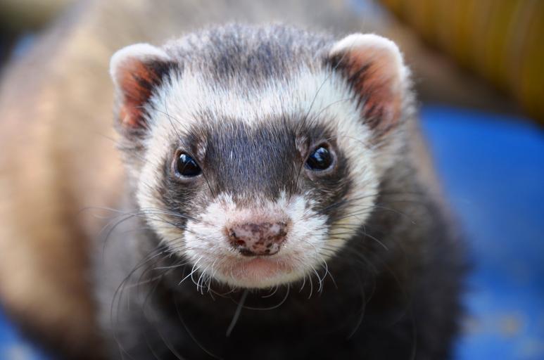 ferret animal care