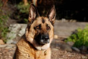 German Sheperd