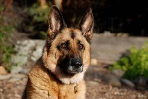 german shepherd aggression and behavior