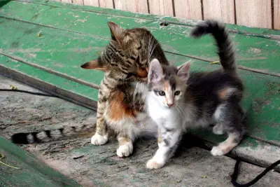 Cat Licking Kitten