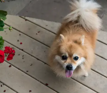 Pomeranian Dog Obedient - pet proofing your home
