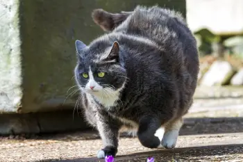 obese cat