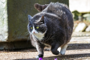 obese cat