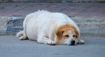 obese dog