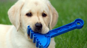 Dog with toy