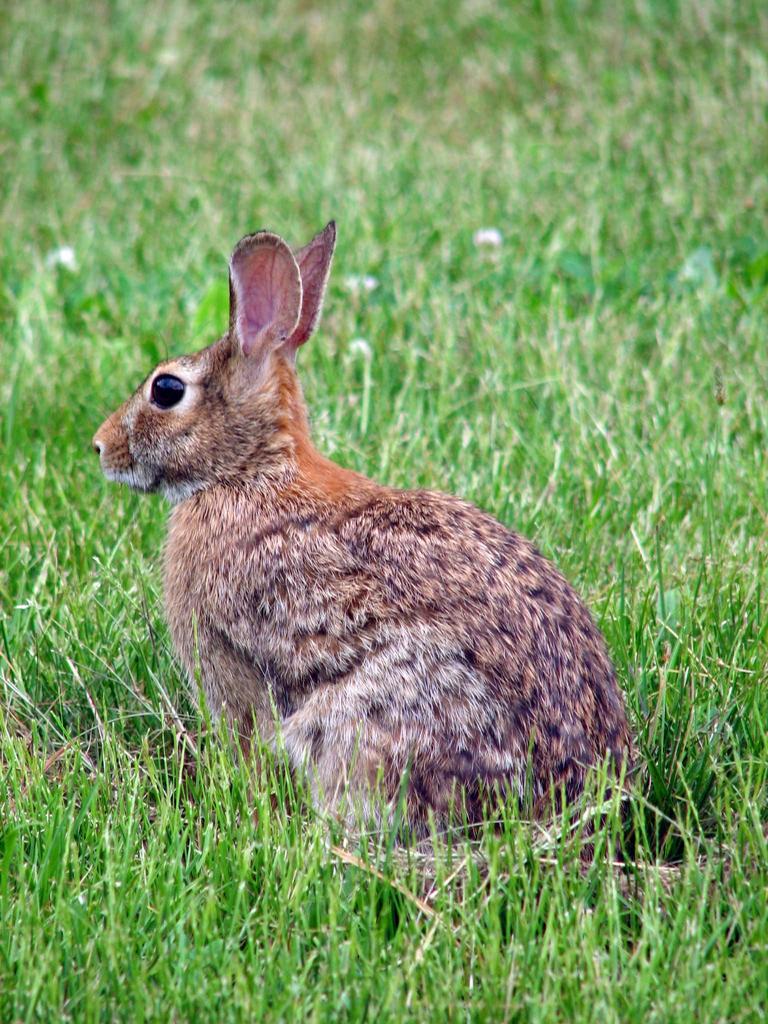 rabbit animal 