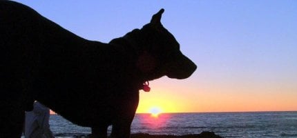 dog-sunset430x200