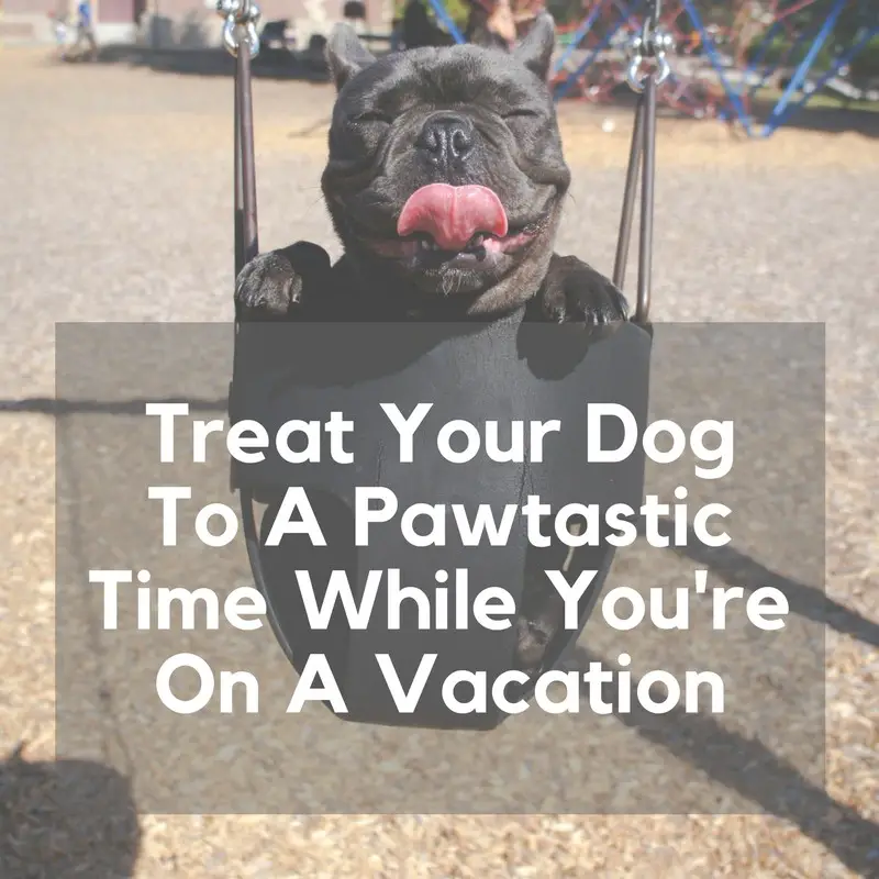 treat your dog to a pawtastic time while you re on a vacation 11 1505178858