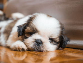 Imperial Shih Tzu