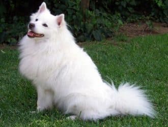 The American Eskimo Dog