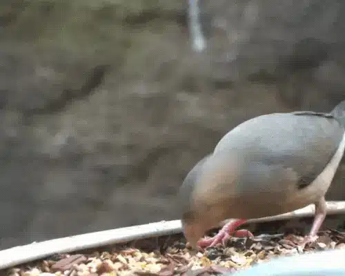 birds eating