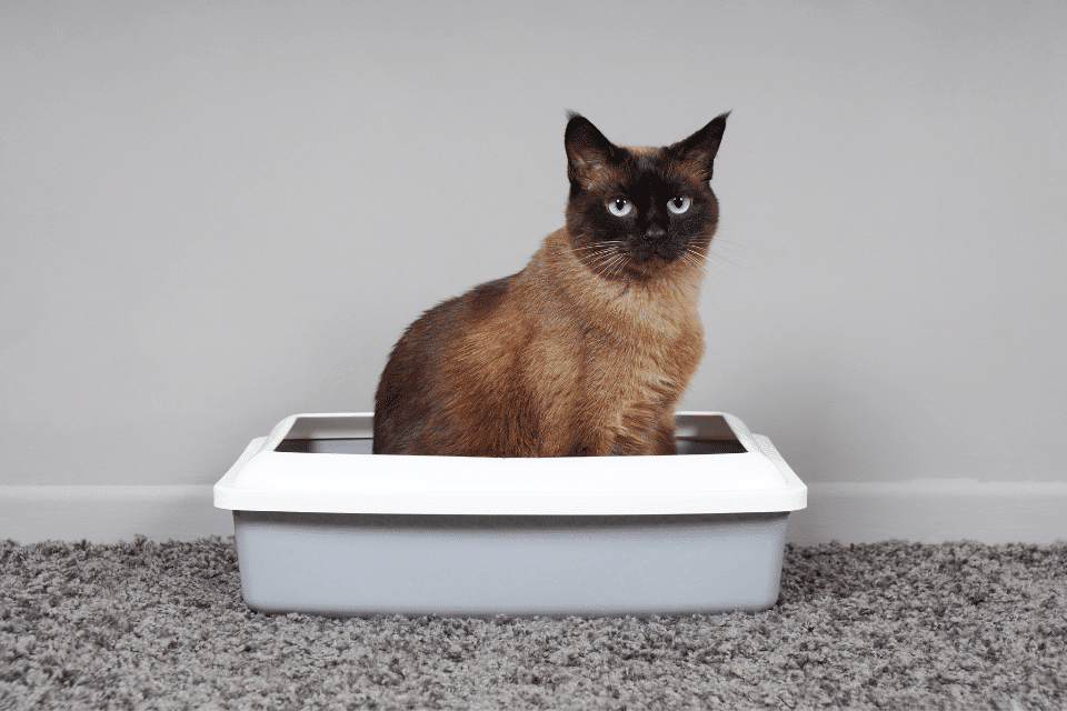 cat in litter box