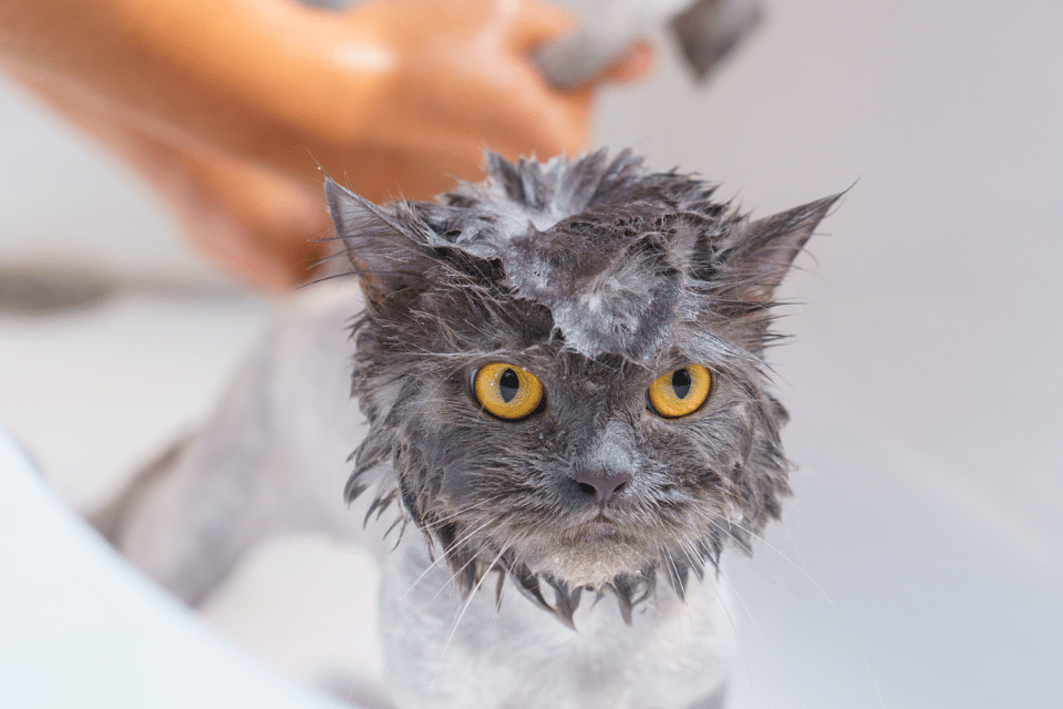 cat getting bath