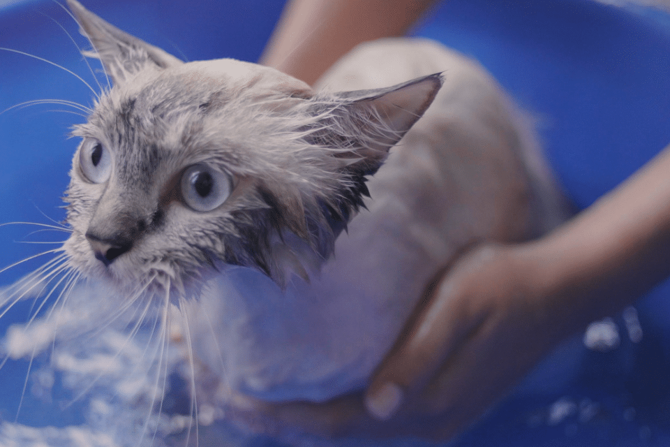 cat getting bath