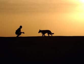 Dog in hot sun - protect your pet