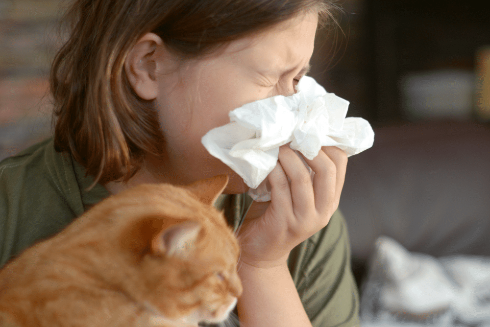 cat allergy