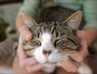 hyperthyroidism in felines